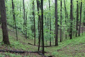 Ragged Mountain Natural Area forest photo